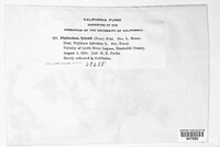Polythrincium trifolii image